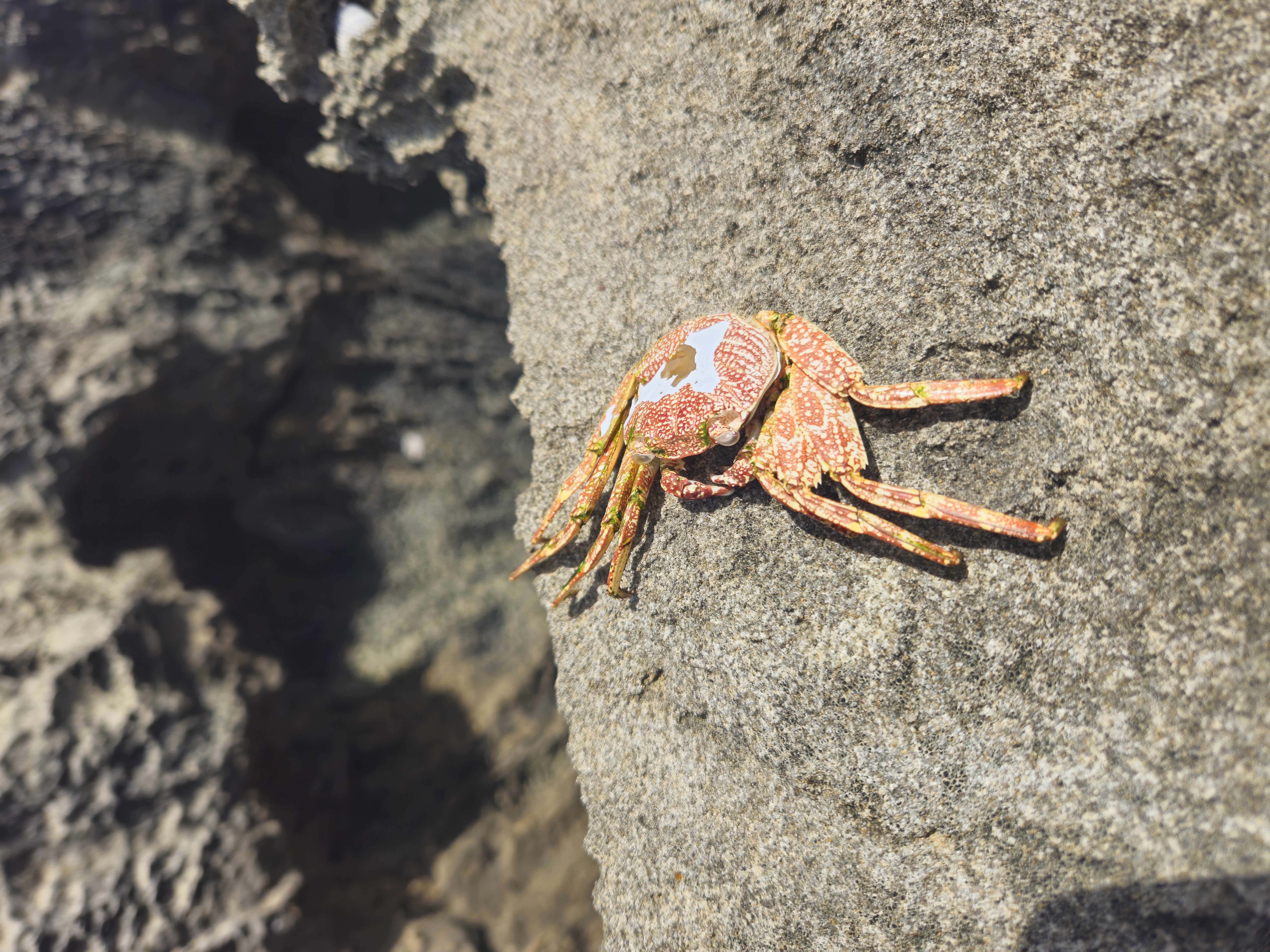 PR Crab